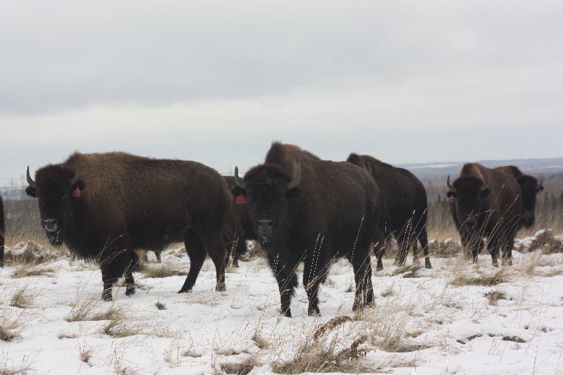 Sun Creek Ranches Bison Sale Pen